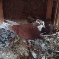 سرخ کاکل|پرنده|قائمشهر, |دیوار