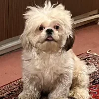 واگذاری شیتزو تریر