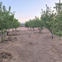 باغ دارای درختان جوان|فروش زمین و ملک کلنگی|اصفهان, آزادگان|دیوار