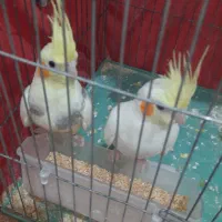 عروس هلندی