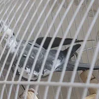 عروس هلندی نر دوساله