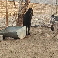 دبر داشتی و کهره نر آلپاین