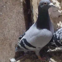 سبز مسافتی