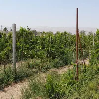 باغ ویلا پنجاه سه هزار متری دو هکتار زعفران|فروش خانه و ویلا|مشهد, هفده شهریور|دیوار