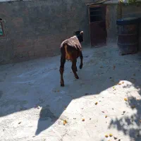 گوساله سالم وسر زنده|حیوانات مزرعه|بوکان, |دیوار