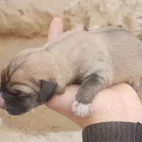 فروش سگ|سگ|بجنورد, |دیوار