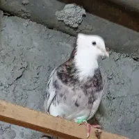 سلام فروش کفتر|پرنده|قشم, |دیوار