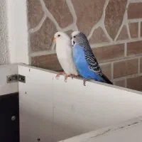 یک جفت مرغ عشق