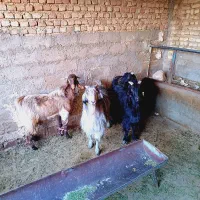 فروش کهره چبش و سه بز|حیوانات مزرعه|فسا, |دیوار