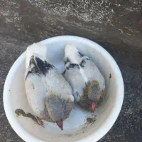 کبوتر کفتر جوجه فروش فوری