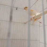 یک جفت قناری موزاییکی|پرنده|فردیس, فردیس|دیوار