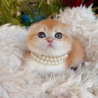 کانال گربه‌های اشرافی (اسکاتیش/پرشین/بریتیش)|گربه|کرمان, |دیوار