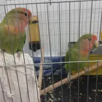 یک جفت طوطی برزیلی صورت هلویی