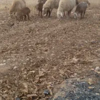 میش موقانی ۱۲|حیوانات مزرعه|بجنورد, |دیوار