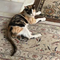 گربه ماده|گربه|قم, هنرستان|دیوار