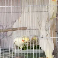 عروس هلندی و آقا ایرج