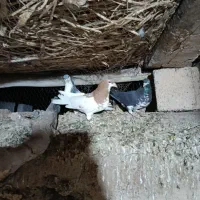 فروشی شهری|پرنده|ارسنجان, |دیوار