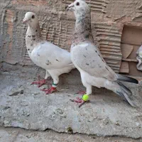 کبوتر