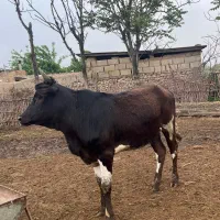 کاوقربانی قیمت مناسب