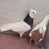 طوق پرتقالی