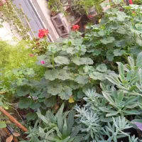 گل فروشی|گل و گیاه طبیعی|فسا, |دیوار