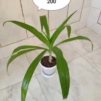 گل‌های گرون آینده را الان ارزون بخر