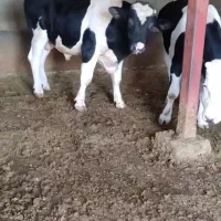 خر..یدفروش گاوگوساله تلیسه افتادهبهبالاترنقیمن|حیوانات مزرعه|همدان, |دیوار