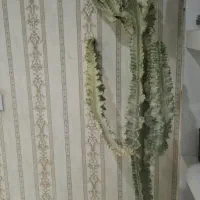 کاکتوس