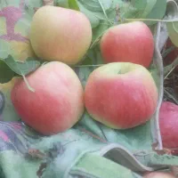 سیب مرغوب ودرجه یک