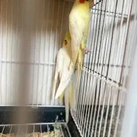 جفت عروس هلندی با جوجه|پرنده|بندرعباس, |دیوار