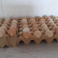 تخم مرغ نطفه دار گلپایگانی