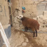 بره قوچ نژاد دار یک ساله|حیوانات مزرعه|صحنه, |دیوار