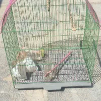 قفسه پرنده تمیز