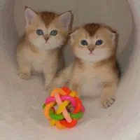 دوتا اسکاتیش هستن دختروپسرفولدو‌آنفولد