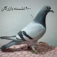 کبوتر مسافتی نشسته و شناسنامه دار|پرنده|سمنان, |دیوار