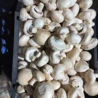 قارچ درجه دو
