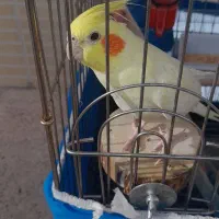 عروس هلندی همراه باقفص