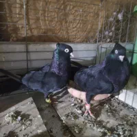 کبوتر ذاغ سیاه نرو ماده|پرنده|شیراز, جانبازان|دیوار