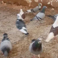 کبوتر پلاکی