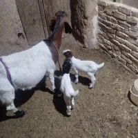 یک عدد بز|حیوانات مزرعه|فرح دشت, |دیوار