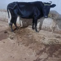 گاو