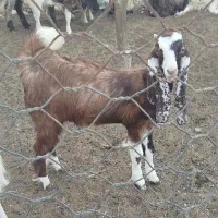 بز ماده