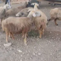 میش|حیوانات مزرعه|میمند, |دیوار