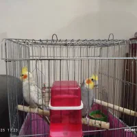 عروس هلندی به همراه قفس