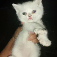 بچه گربه اسکاتیش و میکس پرشین اسکاتیش