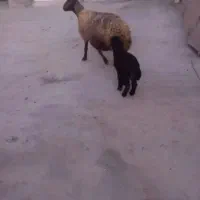 گوسفند با بره ماده