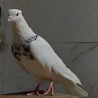 کفتر طوقی دونه 500|پرنده|مهریز, |دیوار