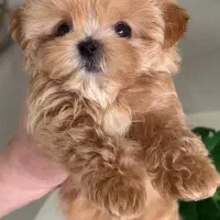 سگ لیوانی|سگ|قزوین, |دیوار