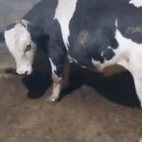 گاو پرواری گوشتی برای کشتار