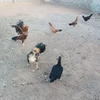 انواع مرغ و خروس لاری